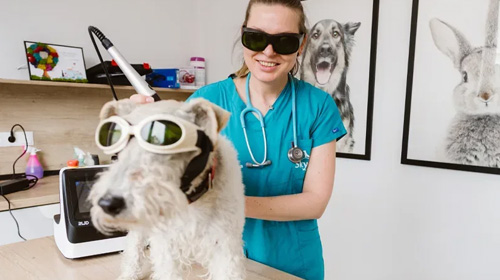 Veterinarii Viitorului