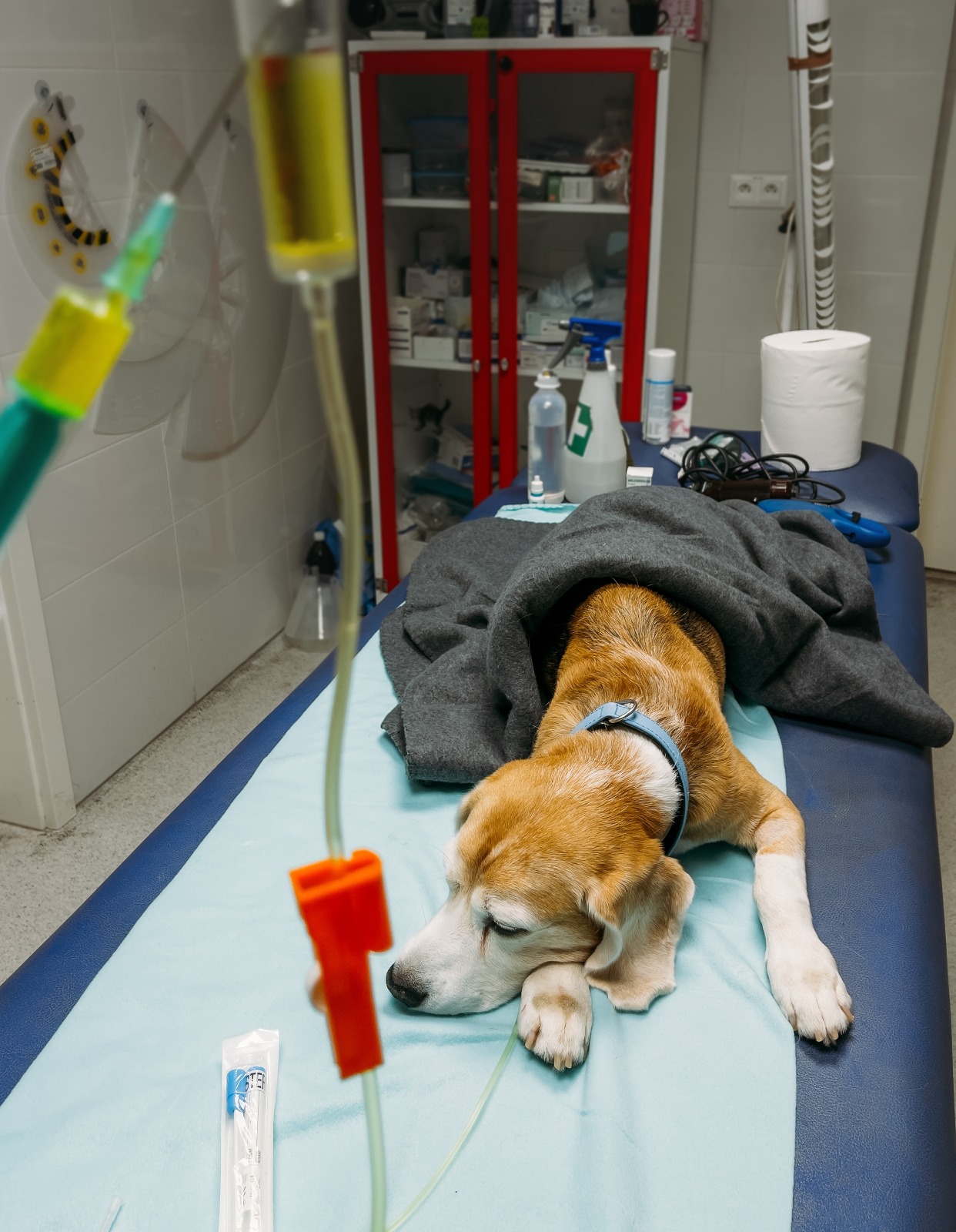 medicina veterinara