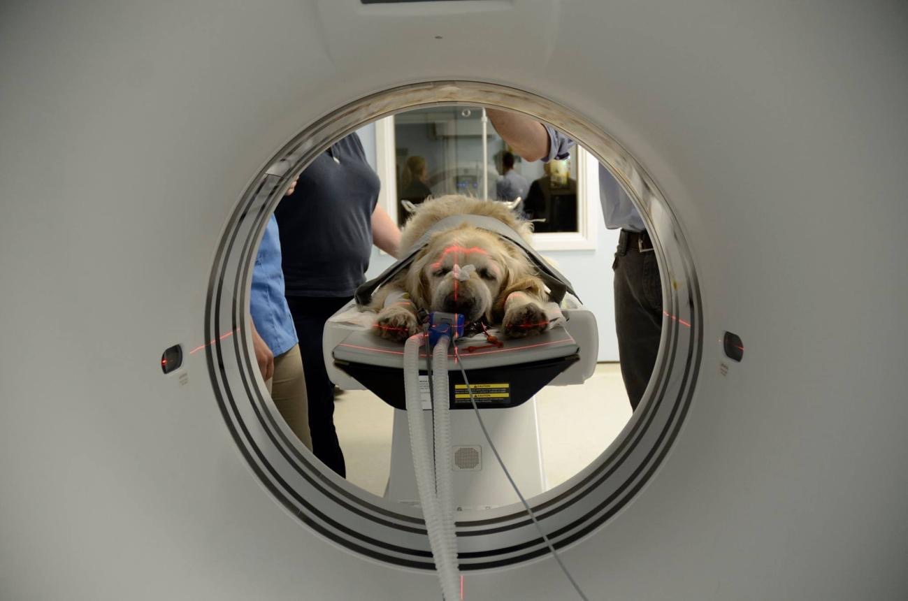 CT animale
