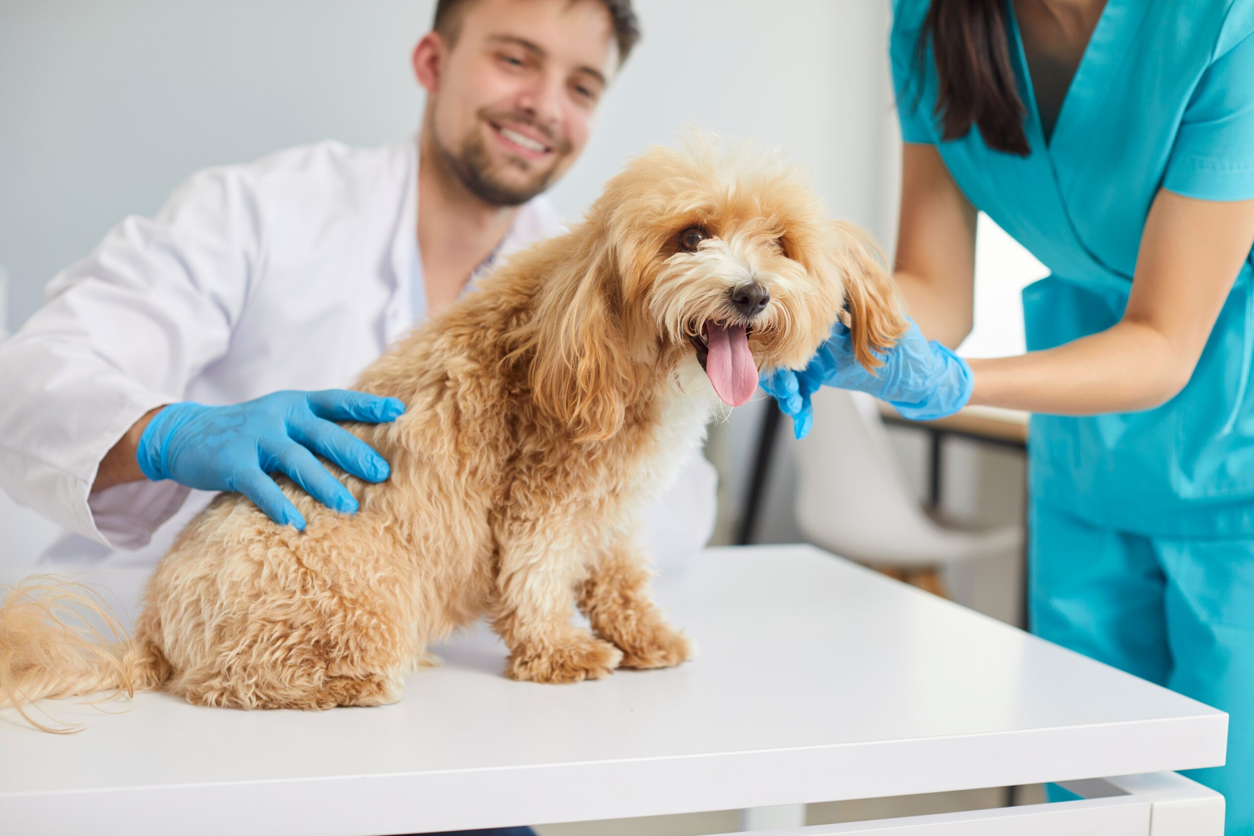 consult-ortopedic-veterinar