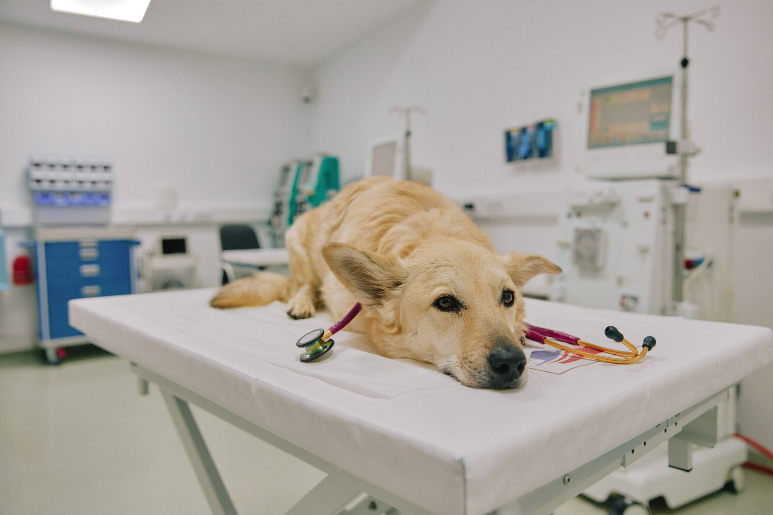 Câine examinat de medicul veterinar pentru diagnosticarea și tratamentul pietrelor urinare (urolitiază)