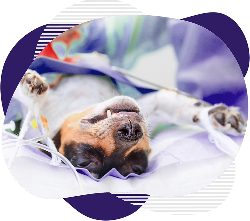 Anestezie 1