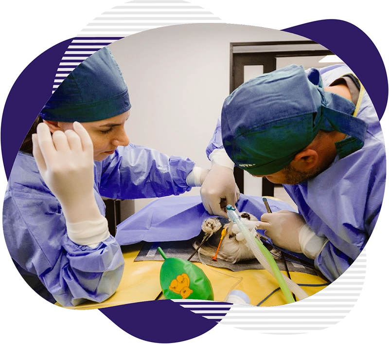 Chirurgie generala 1