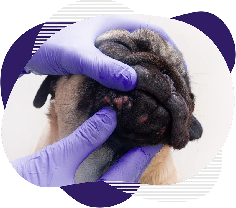 Dermatologie 1