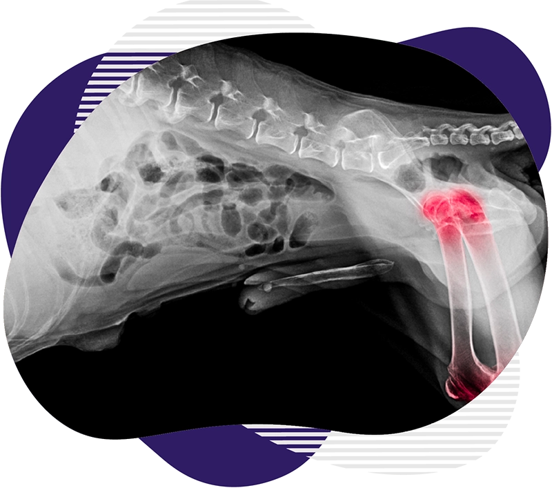 Radiologie