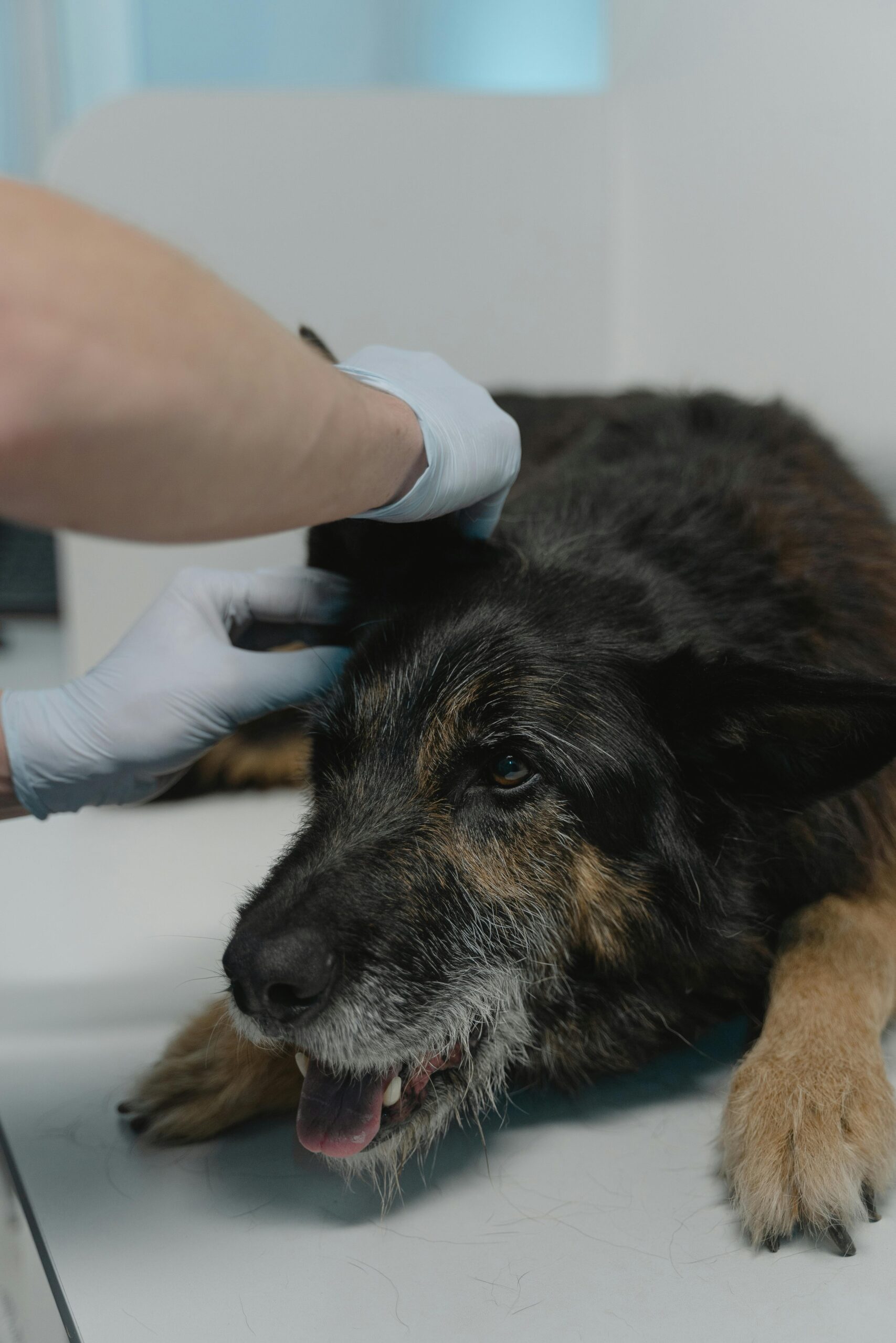Câine senior examinat de medicul veterinar pentru dureri articulare și dificultăți de mobilitate