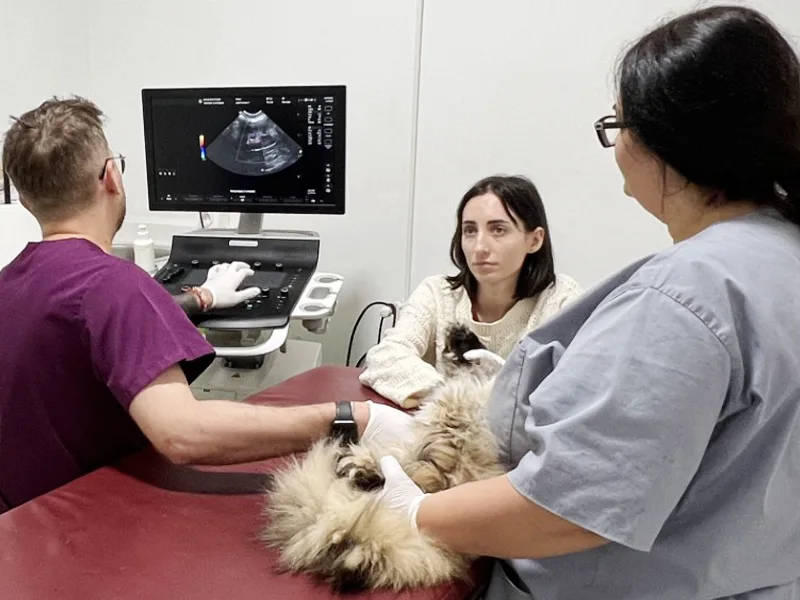 Ecografie veterinara la clinica PartnerVet Constanta