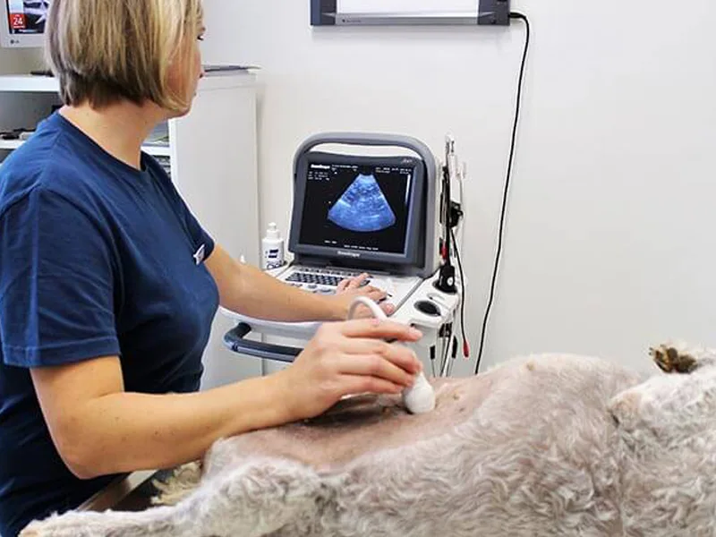 Ecografie caine in clinica veterinara PartnerVet Brasov