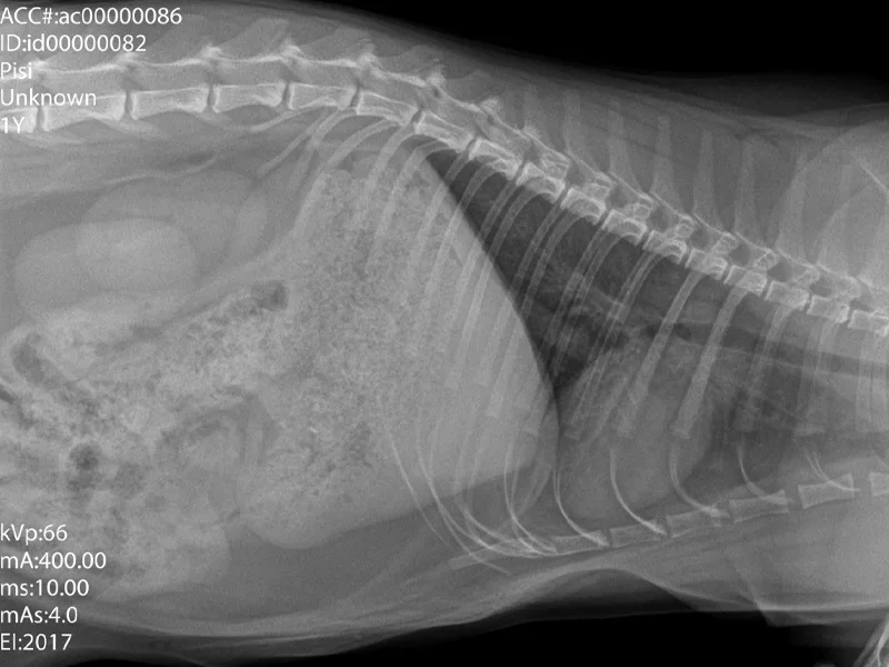 Radiografie animale de companie la clinica PartnerVet Constanta