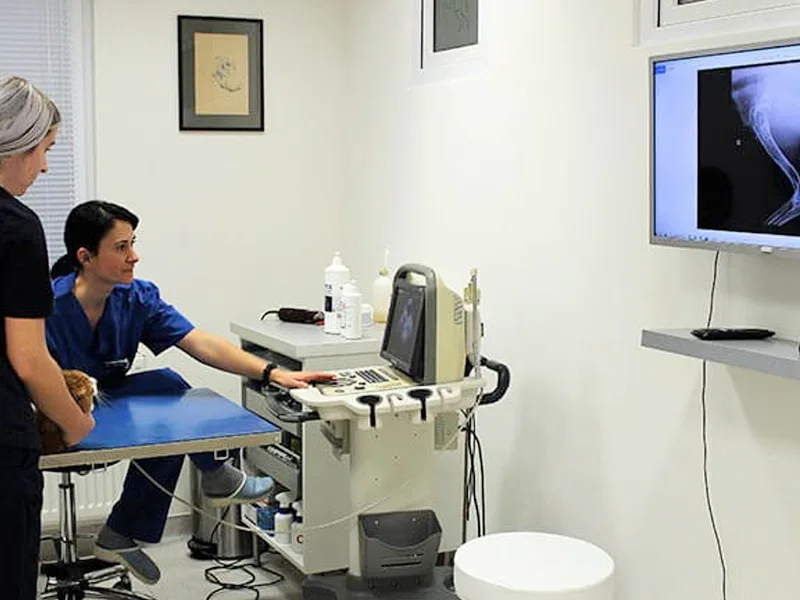 Radiologie in clinica veterinara PartnerVet Brasov