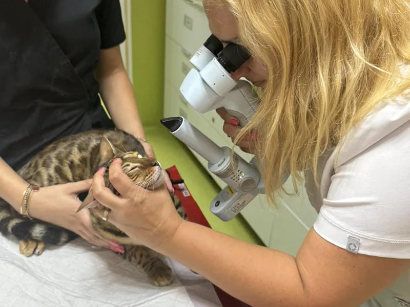 Consult oftalmologic animale companie la PartnerVet Timisoara