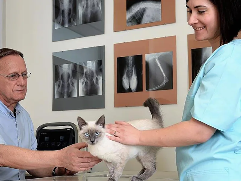 Consult pisica in clinica veterinara PartnerVet Brasov