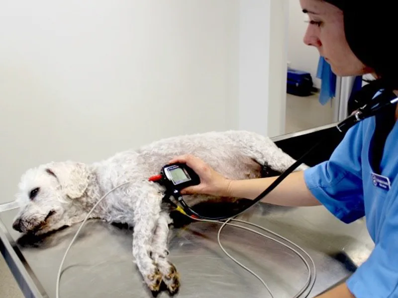 EKG caine in clinica veterinara PartnerVet Brasov