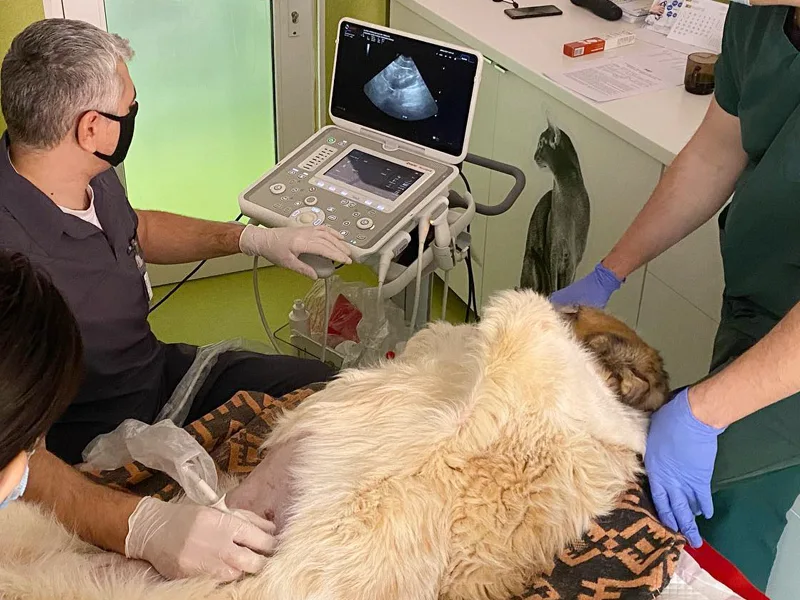 Ecografie veterinara la clinica PartnerVet Timisoara