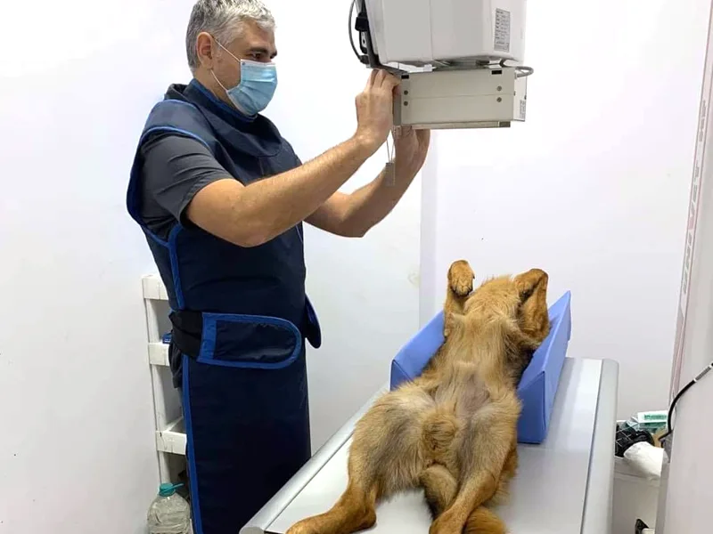Radiologie veterinara la clinica PartnerVet Timisoara