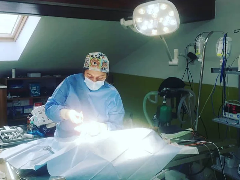 Chirurgie minim invaziva animale de companie la PartnerVet Timisoara