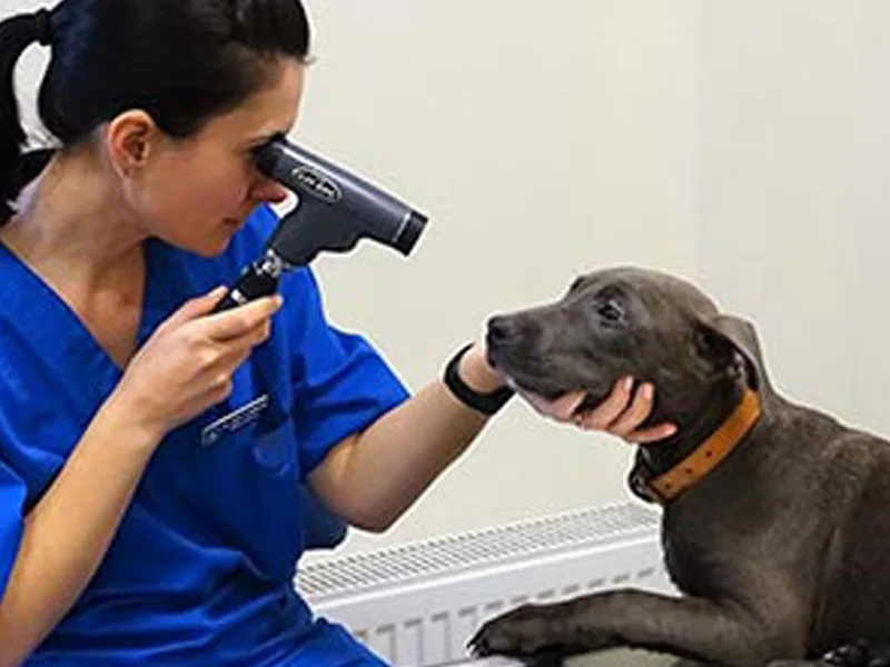 Control oftalmologic animale de companie la PartnerVet Brasov