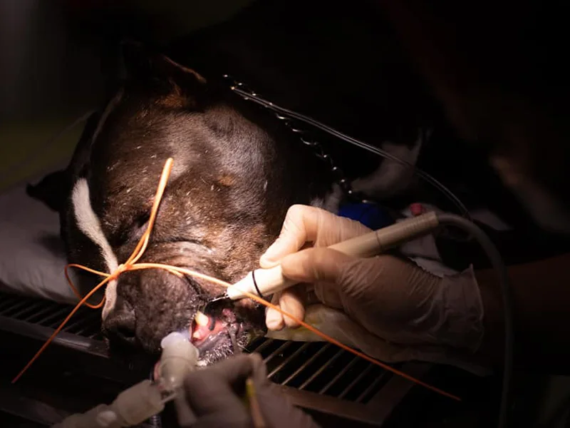 Stomatologie veterinara la clinica PartnerVet Timisoara