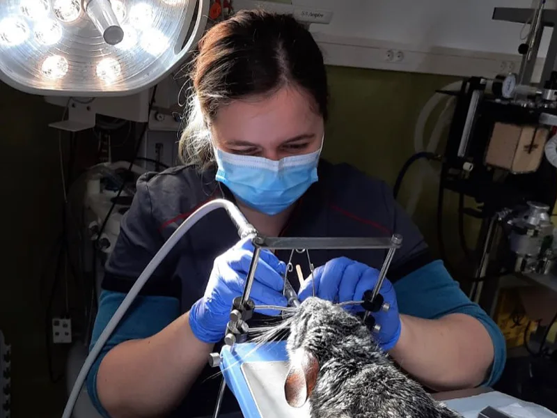 Stomatologie veterinara pentru animale exotice la PartnerVet Timisoara