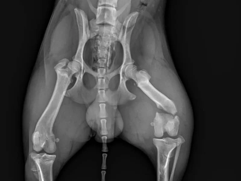 Radiografie animale de companie la clinica PartnerVet Timisoara