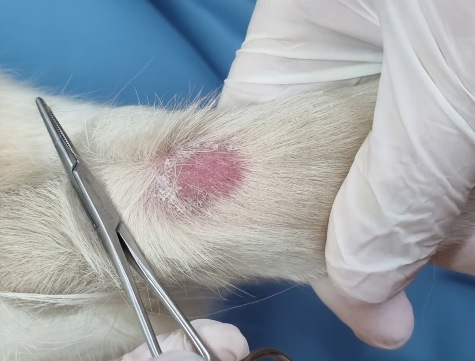 Consutl dermatologic caine