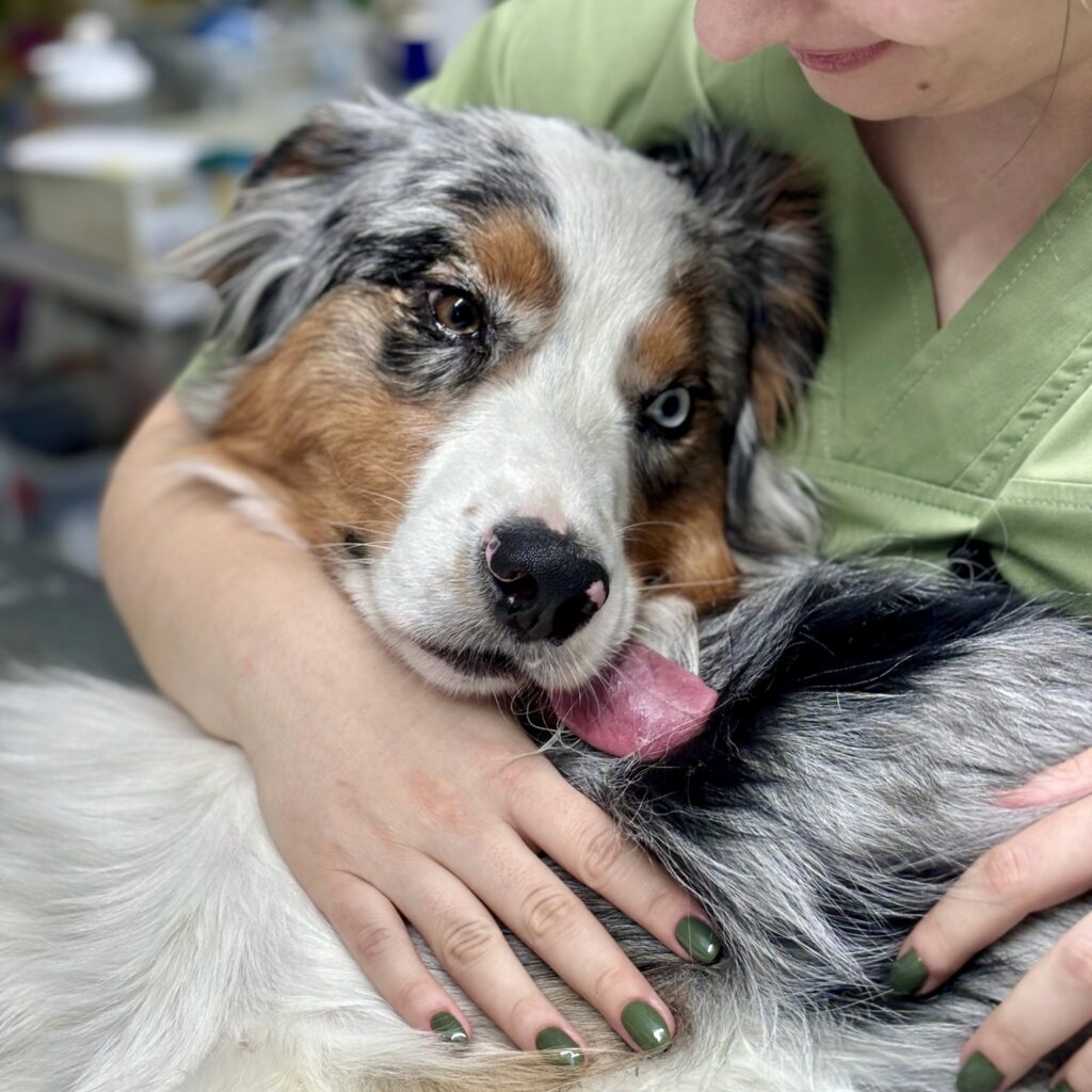 Intervențiile ortopedice veterinare