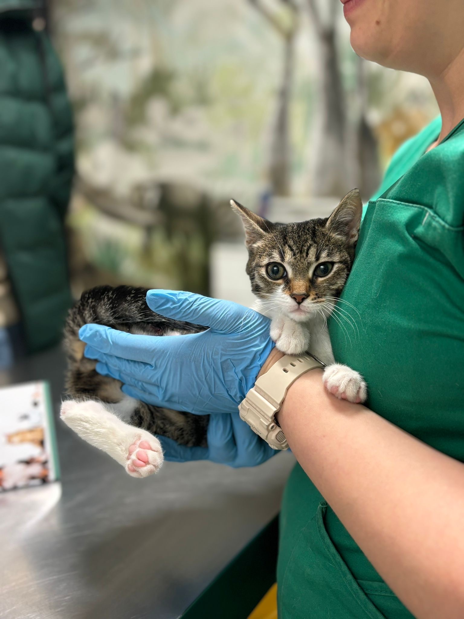 Intoxicația cu ciocolată la câini și pisici: urgență veterinară